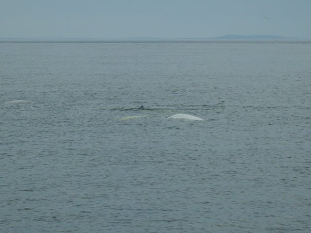 Экскурсия на Соловках на Белужий мыс (наблюдение за белыми китами)