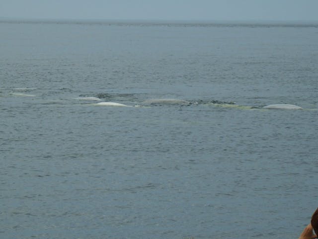 Экскурсия на Соловках на Белужий мыс (наблюдение за белыми китами)